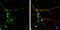 CAP-Gly Domain Containing Linker Protein 1 antibody, GTX117504, GeneTex, Immunocytochemistry image 