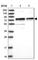 M-phase inducer phosphatase 2 antibody, HPA038892, Atlas Antibodies, Western Blot image 