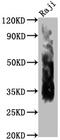 CD63 Molecule antibody, CSB-MA004950A1m, Cusabio, Western Blot image 