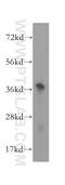 ALG5 Dolichyl-Phosphate Beta-Glucosyltransferase antibody, 16046-1-AP, Proteintech Group, Western Blot image 