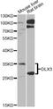 Homeobox protein DLX-3 antibody, 22-541, ProSci, Western Blot image 
