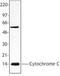 Cytochrome C Oxidase Assembly Homolog COX15 antibody, TA328076, Origene, Western Blot image 