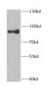 Nuclear Autoantigenic Sperm Protein antibody, FNab05559, FineTest, Western Blot image 