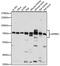 Amyloid protein-binding protein 2 antibody, A15781, ABclonal Technology, Western Blot image 