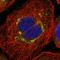 CES2 antibody, HPA018897, Atlas Antibodies, Immunofluorescence image 