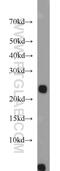 Phospholipase A2 Group XIIA antibody, 16009-1-AP, Proteintech Group, Western Blot image 