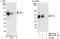Nuclear factor 1 C-type antibody, NBP1-71878, Novus Biologicals, Western Blot image 