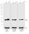 Mouse IgG (H+L) antibody, A16017, Invitrogen Antibodies, Western Blot image 