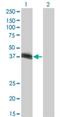 HLF Transcription Factor, PAR BZIP Family Member antibody, H00003131-M03, Novus Biologicals, Western Blot image 