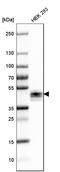 Ephrin B2 antibody, HPA008999, Atlas Antibodies, Western Blot image 