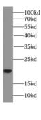 Fibroblast growth factor 18 antibody, FNab03093, FineTest, Western Blot image 