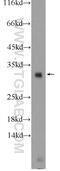 Transformer 2 Beta Homolog antibody, 23832-1-AP, Proteintech Group, Western Blot image 