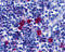 CD268 antibody, 3097, ProSci Inc, Immunohistochemistry frozen image 