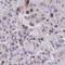 Zinc finger protein ZIC 3 antibody, HPA052936, Atlas Antibodies, Immunohistochemistry frozen image 