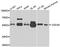 Cell Division Cycle 45 antibody, orb136533, Biorbyt, Western Blot image 