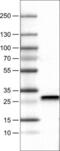 DHSB antibody, NBP2-52920, Novus Biologicals, Western Blot image 