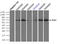 Polo Like Kinase 1 antibody, TA500395, Origene, Immunoprecipitation image 