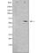 CDC Like Kinase 1 antibody, orb225596, Biorbyt, Western Blot image 