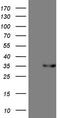 Proteasome Assembly Chaperone 2 antibody, TA808202, Origene, Western Blot image 