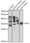 ELL Associated Factor 2 antibody, 22-716, ProSci, Western Blot image 