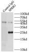 Small Proline Rich Protein 3 antibody, FNab08198, FineTest, Immunoprecipitation image 