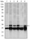 Proteasome Subunit Beta 8 antibody, MA5-15890, Invitrogen Antibodies, Western Blot image 