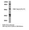 HNF-4-alpha antibody, LS-C176759, Lifespan Biosciences, Western Blot image 