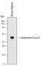 Complement Factor D antibody, MA5-24258, Invitrogen Antibodies, Western Blot image 