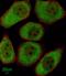 Microtubule Affinity Regulating Kinase 1 antibody, orb374125, Biorbyt, Immunofluorescence image 