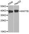 Protein Wnt-7b antibody, LS-B15475, Lifespan Biosciences, Western Blot image 