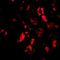 Barrier-to-autointegration factor antibody, orb74790, Biorbyt, Immunofluorescence image 