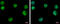 Ubiquitin Specific Peptidase 3 antibody, GTX128238, GeneTex, Immunofluorescence image 