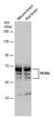 Peroxisomal Biogenesis Factor 5 Like antibody, PA5-78550, Invitrogen Antibodies, Western Blot image 
