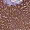 KIAA0754 antibody, HPA068064, Atlas Antibodies, Immunohistochemistry frozen image 