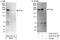 alpha-Tubulin antibody, A303-073A, Bethyl Labs, Immunoprecipitation image 