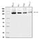 MDS1 and EVI1 complex locus protein EVI1 antibody, A04590-1, Boster Biological Technology, Western Blot image 