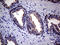 EGF Like Domain Multiple 7 antibody, LS-C794180, Lifespan Biosciences, Immunohistochemistry paraffin image 