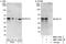 Peroxisomal membrane protein PEX14 antibody, NBP1-71842, Novus Biologicals, Western Blot image 