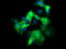 Fetal and adult testis-expressed transcript protein antibody, LS-C174222, Lifespan Biosciences, Immunofluorescence image 
