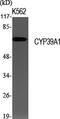 Cytochrome P450 Family 39 Subfamily A Member 1 antibody, GTX34347, GeneTex, Western Blot image 