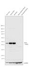 5-Hydroxytryptamine Receptor 7 antibody, PA1-41122, Invitrogen Antibodies, Western Blot image 