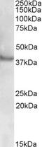 Receptor Associated Protein Of The Synapse antibody, EB09510, Everest Biotech, Western Blot image 