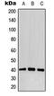 Low affinity immunoglobulin gamma Fc region receptor II-b antibody, GTX32180, GeneTex, Western Blot image 