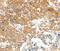 Plasminogen Activator, Tissue Type antibody, MBS2516449, MyBioSource, Immunohistochemistry frozen image 