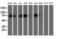 Protein disulfide-isomerase A4 antibody, LS-C173499, Lifespan Biosciences, Western Blot image 