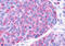 P2Y Receptor Family Member 10 antibody, MBS243258, MyBioSource, Immunohistochemistry frozen image 