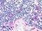 Chemerin Chemokine-Like Receptor 1 antibody, LS-A447, Lifespan Biosciences, Immunohistochemistry frozen image 