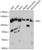 Ras And Rab Interactor 2 antibody, 15-208, ProSci, Western Blot image 