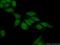 NELF-E antibody, 10705-1-AP, Proteintech Group, Immunofluorescence image 
