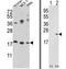 p18 antibody, AP17209PU-N, Origene, Western Blot image 